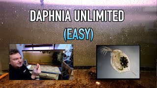 How I Raise Daphnia Water Fleas And You Can Too [upl. by Enoryt]