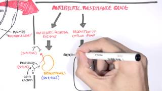 Microbiology  Bacteria Antibiotic Resistance [upl. by Dowzall995]