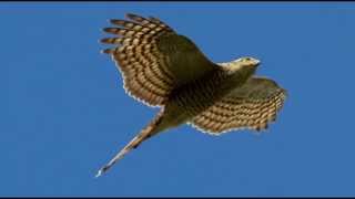 Sparrowhawk Bird Call Bird Song [upl. by Noseyt696]