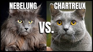 Nebelung Cat VS Chartreux Cat [upl. by Karrah]