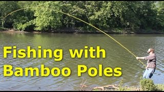 Fishing with 30 bamboo poles  pole fishing for carp [upl. by Ahsan]