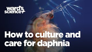 Caring and Culturing for Daphnia [upl. by Annail]