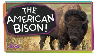 Meet the American Bison [upl. by Albin]