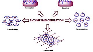 Enzyme immobilization physical method [upl. by Isyad]