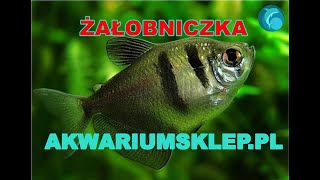 Żałobniczka rozmnażanie Rybki akwariowe [upl. by Yeltrab]