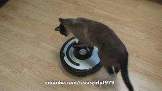 Cat shows HOW TO use iRobot Roomba Vacuum [upl. by Dogs342]