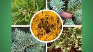 What are Dwarf Conifers [upl. by Bullis]