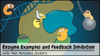 Enzyme Examples CofactorsCoenzymes Inhibitors and Feedback Inhibition [upl. by Ahterahs]