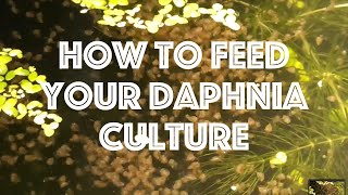 How To Feed Your Daphnia Culture [upl. by Enihpled560]