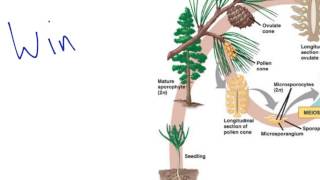 Gymnosperm Reproduction [upl. by Madelene]