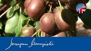 Actinidia KIWI BERRY  species varieties applications  Part 1 [upl. by Rubia118]