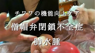 チワワの病気が心配です 🐶僧帽弁が復活する可能性が高くなる方法です。飼い主さんだからできることを動画にしました。諦めないで続けて欲しい★ [upl. by Elsilrac385]