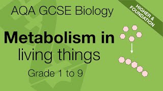 Metabolism for AQA 91 GCSE Biology and Trilogy Combined Science [upl. by Ahsatsana]