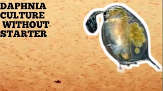 HOW TO CULTURE DAPHNIA NATURALLY WITHOUT A STARTER [upl. by Milla]