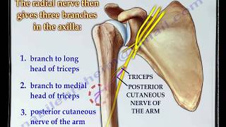 Radial Nerve anatomy  Everything You Need To Know  Dr Nabil Ebraheim [upl. by Zucker]