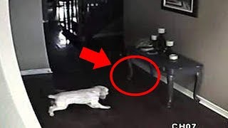 5 Dogs That Saw Something Their Owners Couldnt See  Ghosts ESP amp Paranormal [upl. by Gnidleif]