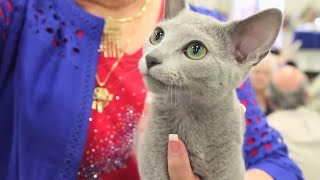 Is a Russian Blue the Right Cat for You [upl. by Aratak]