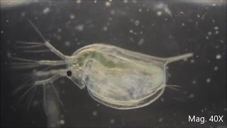 Daphnia magna under the Microscope [upl. by Ahsemo58]