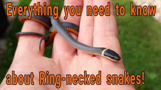 Everything you need to know about Ringnecked snakes Diadophis punctuatus [upl. by Relly513]