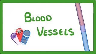 GCSE Biology  Blood Vessels 24 [upl. by Rhines289]