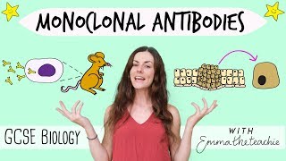 Monoclonal Antibodies  GCSE Biology Revision for 2020 [upl. by Kath]