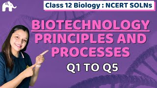 Biotechnology Principles and Processes Class 12 Biology  Chapter 11 Ncert Solutions Questions 15 [upl. by Savick350]