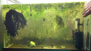 Scuds Daphnia Cherry Shrimp Copepods My aquatic food culture [upl. by Nnylsoj]