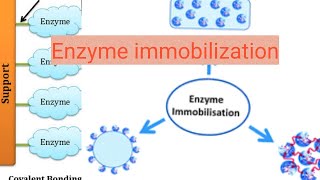 Enzyme immobilization [upl. by Naj]