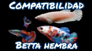 PECES COMPATIBLES CON BETTA HEMBRA [upl. by Oneg]