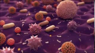 Bacteria Animation [upl. by Swanhildas]