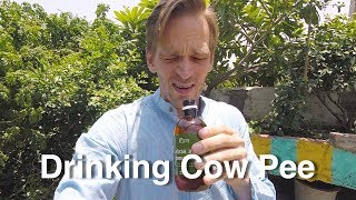 Drinking Cow Pee in India 🐮💦 [upl. by Belle]