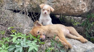 The cry for help of two dogs abandoned by their cruel owner on the side of the road and I saved them [upl. by Oiratno]