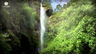 Nubes con aroma de café Bosques nublados  ECOSISTEMAS DE MÉXICO [upl. by Juetta]