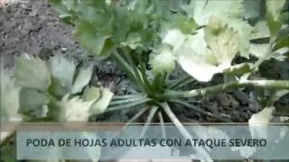 COMO APLICAR AZUFRE A LAS PLANTAS [upl. by Lerual]