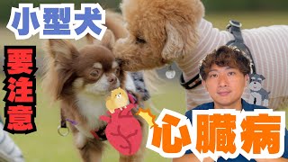 【犬猫の病気】僧帽弁閉鎖不全症について [upl. by Yreme]