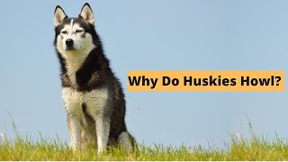 Five Causes of Husky Howling  The Secret Language of Huskies [upl. by Anirod530]