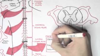 Neurology  Spinal Cord Introduction [upl. by Balough]