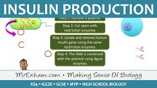 Insulin Production  GM Bacteria  GCSE Biology 91 [upl. by Nur]