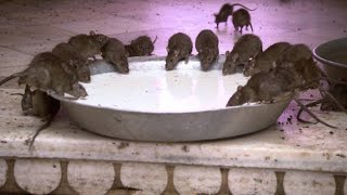 Would You Drink the Milk at This Indian Rat Temple [upl. by Flanagan]