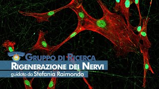 NICO  Rigenerazione dei nervi [upl. by Namzzaj]