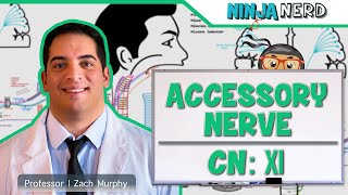 Neurology  Accessory Nerve Cranial Nerve XI [upl. by Madeline]