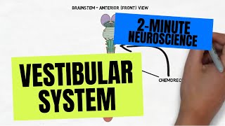 2Minute Neuroscience Vestibular System [upl. by Purdy]