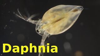 Daphnia [upl. by Noillimaxam]