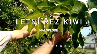 Letní řez KIWI aktinidia  maloplodé [upl. by Dorion209]