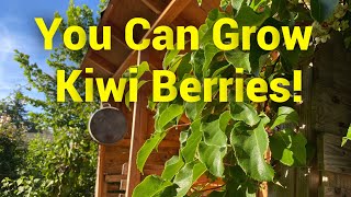 Growing Hardy Kiwi aka Kiwi Berry Actinidia arguta [upl. by Nicolis108]