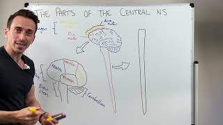 Overview of the Central Nervous System CNS [upl. by Thomson]