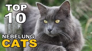 TOP 10 NEBELUNG CATS BREEDS [upl. by Gnov163]