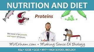 Nutrition and Diet  GCSE Biology 91 [upl. by Butler702]