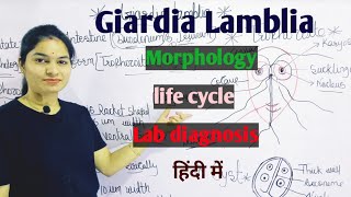 Giardia Lamblia  Morphology  Life Cycle  Lab Diagnosis  Giardiasis in hindi [upl. by Eelam]