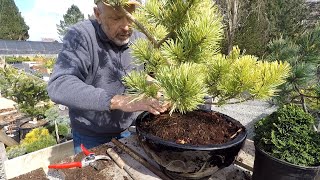 Planting Conifers in Pots  Dwarf Conifer Container Gardening [upl. by Edivad119]